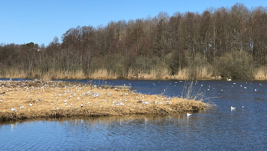 Skrattmåskolonin på stora vassön i Råstasjön.