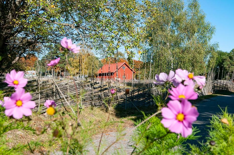En solig höstdag på Överjärva gård, med får i förgrunden. 