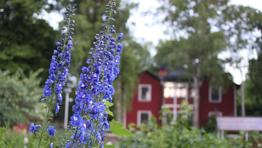 blå blomma i trädgård, rött hus